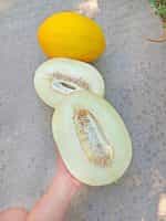 Πεπόνι ''Amarillo Canario'' Καναρίνι - Image 5