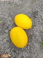 Πεπόνι ''Amarillo Canario'' Καναρίνι - Image 6