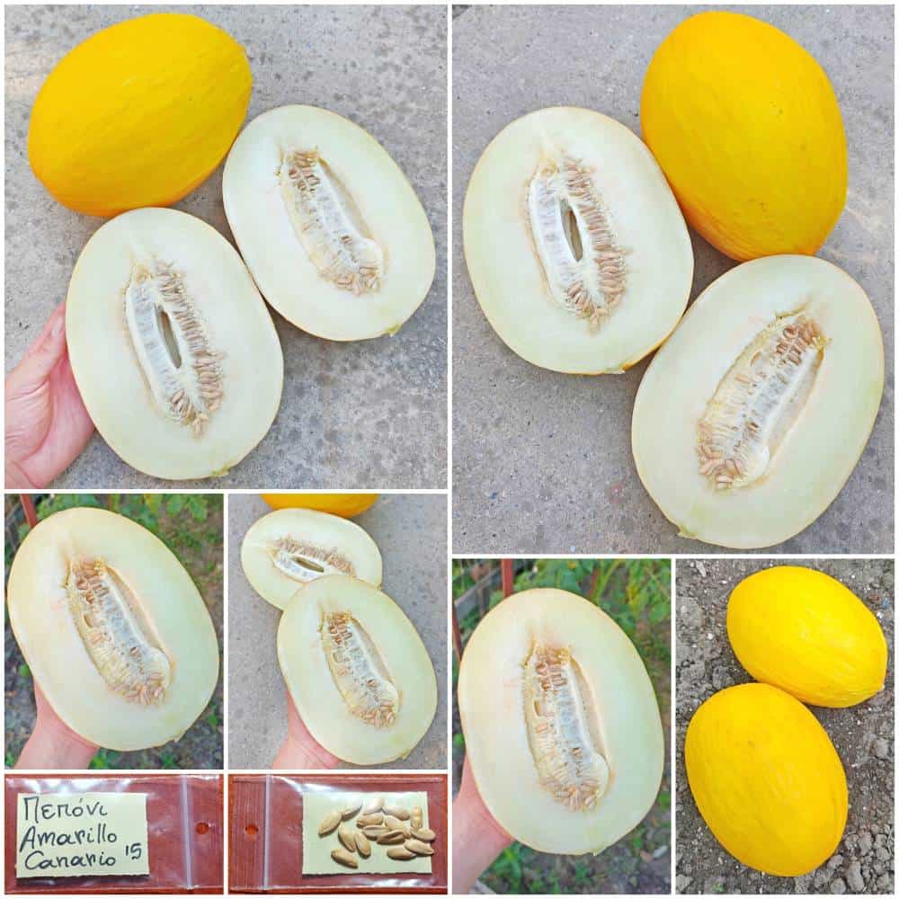 171a Πεπόνι ''Amarillo Canario'' Καναρίνι - Image 1