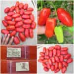 Ντομάτα Σκαλωτή για Σάλτσα ''San Marzano''