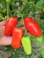 Ντομάτα Σκαλωτή για Σάλτσα ''San Marzano'' - Image 2
