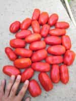 Ντομάτα Σκαλωτή για Σάλτσα ''San Marzano'' - Image 3