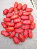 Ντομάτα Σκαλωτή για Σάλτσα ''San Marzano'' - Image 4
