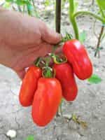 Ντομάτα Σκαλωτή για Σάλτσα ''San Marzano'' - Image 5