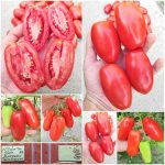 Ντομάτα ''San Marzano'' Παραδοσιακή