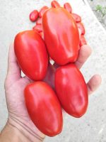 Ντομάτα ''Super Marzano'' Γίγας F1 - Image 2