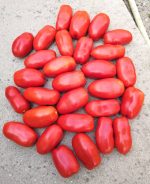 Ντομάτα ''Super Marzano'' Γίγας F1 - Image 4