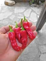 Πιπεριά ''Italian Pepperoncini'' Καυτερή - Image 2