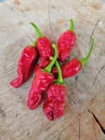 Πιπεριά ''Italian Pepperoncini'' Καυτερή - Image 3