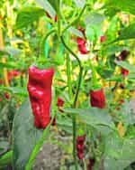 Πιπεριά ''Italian Pepperoncini'' Καυτερή - Image 4