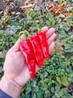 Πιπεριά ''Italian Pepperoncini'' Καυτερή - Image 5