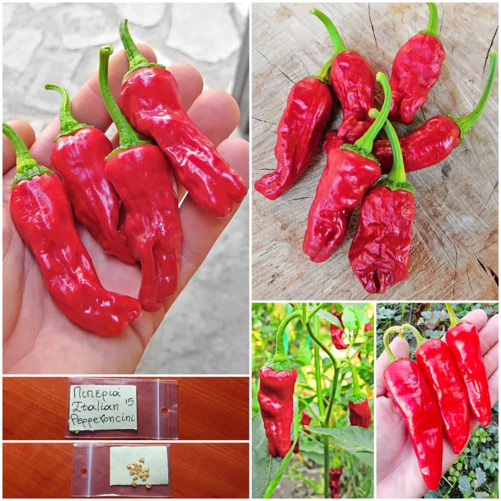 185α Πιπεριά ''Italian Pepperoncini'' Καυτερή - Image 1