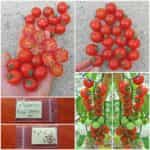Ντοματίνι Κόκκινο Κερασάκι ''Red Cherry''