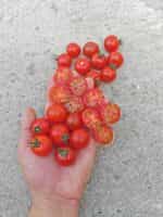 Ντοματίνι Κόκκινο Κερασάκι ''Red Cherry'' - Image 2