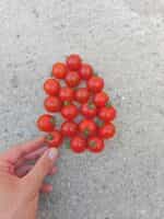 Ντοματίνι Κόκκινο Κερασάκι ''Red Cherry'' - Image 3