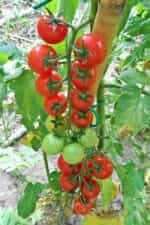 Ντοματίνι Κόκκινο Κερασάκι ''Red Cherry'' - Image 4