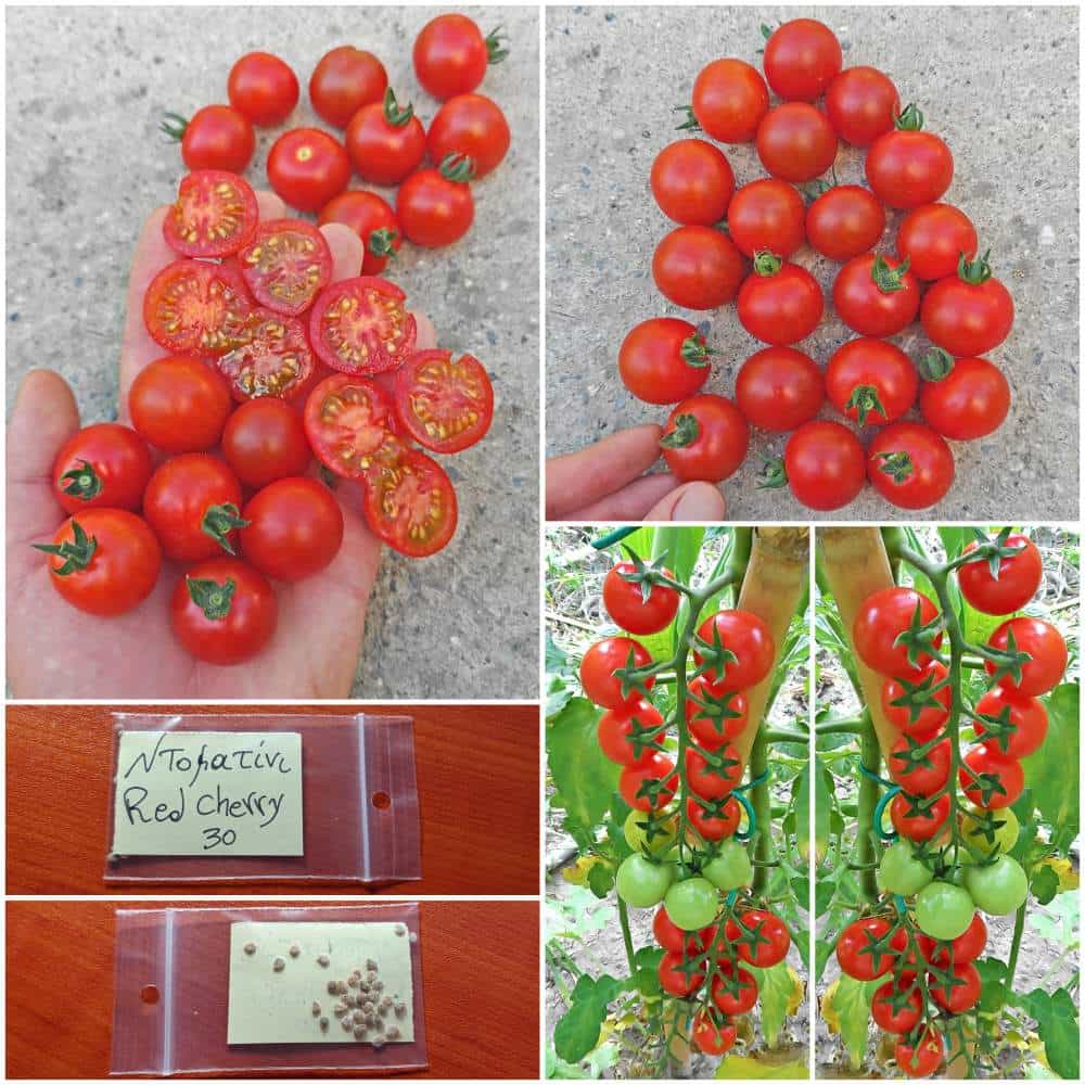 186 Ντοματίνι Κόκκινο Κερασάκι ''Red Cherry'' - Image 1