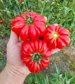Ντομάτα ''Marmande'' Παραδοσιακή - Image 2