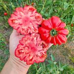 Ντομάτα ''Marmande'' Παραδοσιακή - Image 3