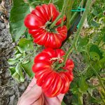 Ντομάτα ''Marmande'' Παραδοσιακή - Image 4