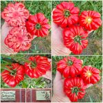 Ντομάτα ''Marmande'' Παραδοσιακή