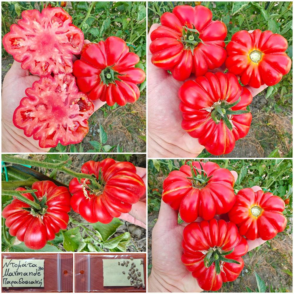 189a Ντομάτα ''Marmande'' Παραδοσιακή - Image 1