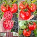 Ντομάτα ''Heinz 1350'' Χαμηλή