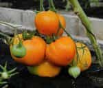 Ντομάτα ''Orange Oxheart'' Καρδιά του Ταύρου Πορτοκαλί - Image 2