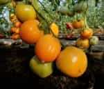Ντομάτα ''Orange Oxheart'' Καρδιά του Ταύρου Πορτοκαλί - Image 3