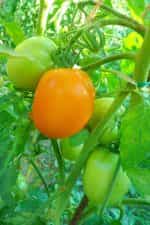 Ντομάτα ''Orange Oxheart'' Καρδιά του Ταύρου Πορτοκαλί - Image 5