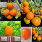 Ντομάτα ''Orange Oxheart'' Καρδιά του Ταύρου Πορτοκαλί