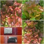 Μαρούλι ''Τεσσάρων Εποχών'' Μαλακό