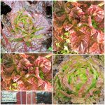 Μαρούλι ''Marvel of Four Seasons'' Μαλακό Παραδοσιακό