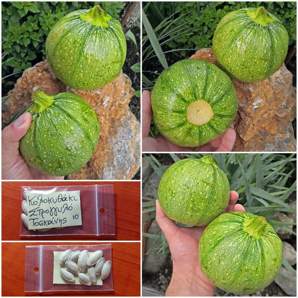 228 Κολοκυθάκι Στρογγυλό Τοσκάνης - Image 1