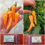 Πιπεριά Πορτοκαλί ''Carrot Chili'' Καυτερή