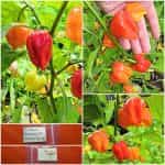 Πιπεριά ''Habanero'' Κόκκινη Καυτερή