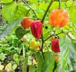 Πιπεριά ''Habanero'' Κόκκινη Καυτερή - Image 2