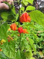 Πιπεριά ''Habanero'' Κόκκινη Καυτερή - Image 3