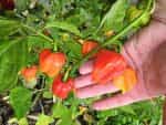 Πιπεριά ''Habanero'' Κόκκινη Καυτερή - Image 4