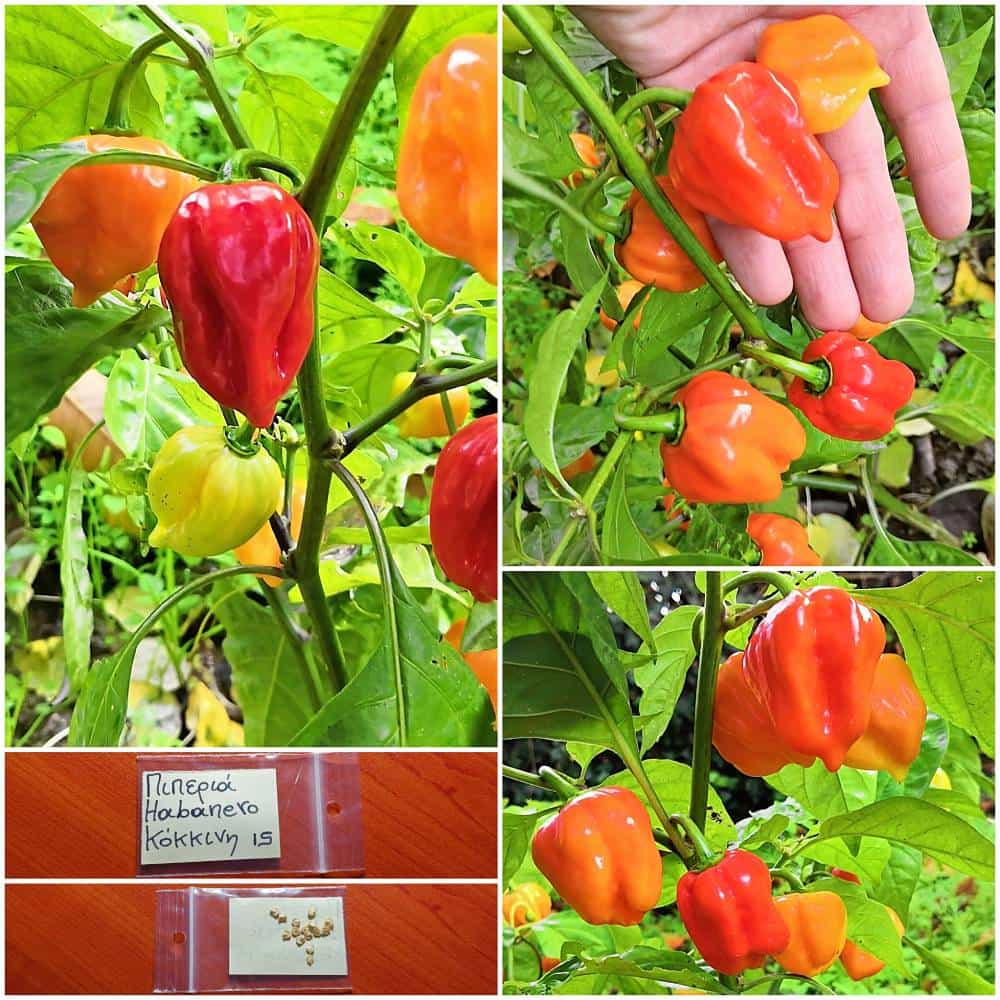 66 Πιπεριά ''Habanero'' Κόκκινη Καυτερή - Image 1