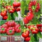 Πιπεριά ''Topepo Rosso'' Ντοματοπιπεριά Γλυκιά