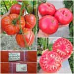 Ντομάτα Επιτραπέζια Γίγας ''Dr Lyle''