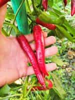 Πιπεριά ''Cayenne'' Τσίλι Καυτερή - Image 2