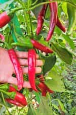 Πιπεριά ''Cayenne'' Τσίλι Καυτερή - Image 3