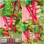 Πιπεριά ''Cayenne'' Τσίλι Καυτερή