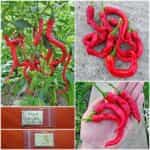 Πιπεριά ''Poseidon'' Τσίλι