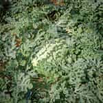Καρπούζι ''Klondike Blue Ribbon Stripe'' - Image 3