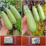 Κολοκυθάκι Πράσινο ''Grey Zucchini''