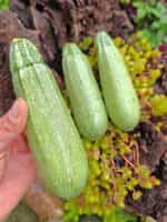 Κολοκυθάκι Πράσινο ''Grey Zucchini'' - Image 2
