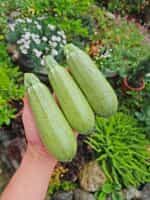 Κολοκυθάκι Πράσινο ''Grey Zucchini'' - Image 3